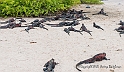 3693 Iguana convention